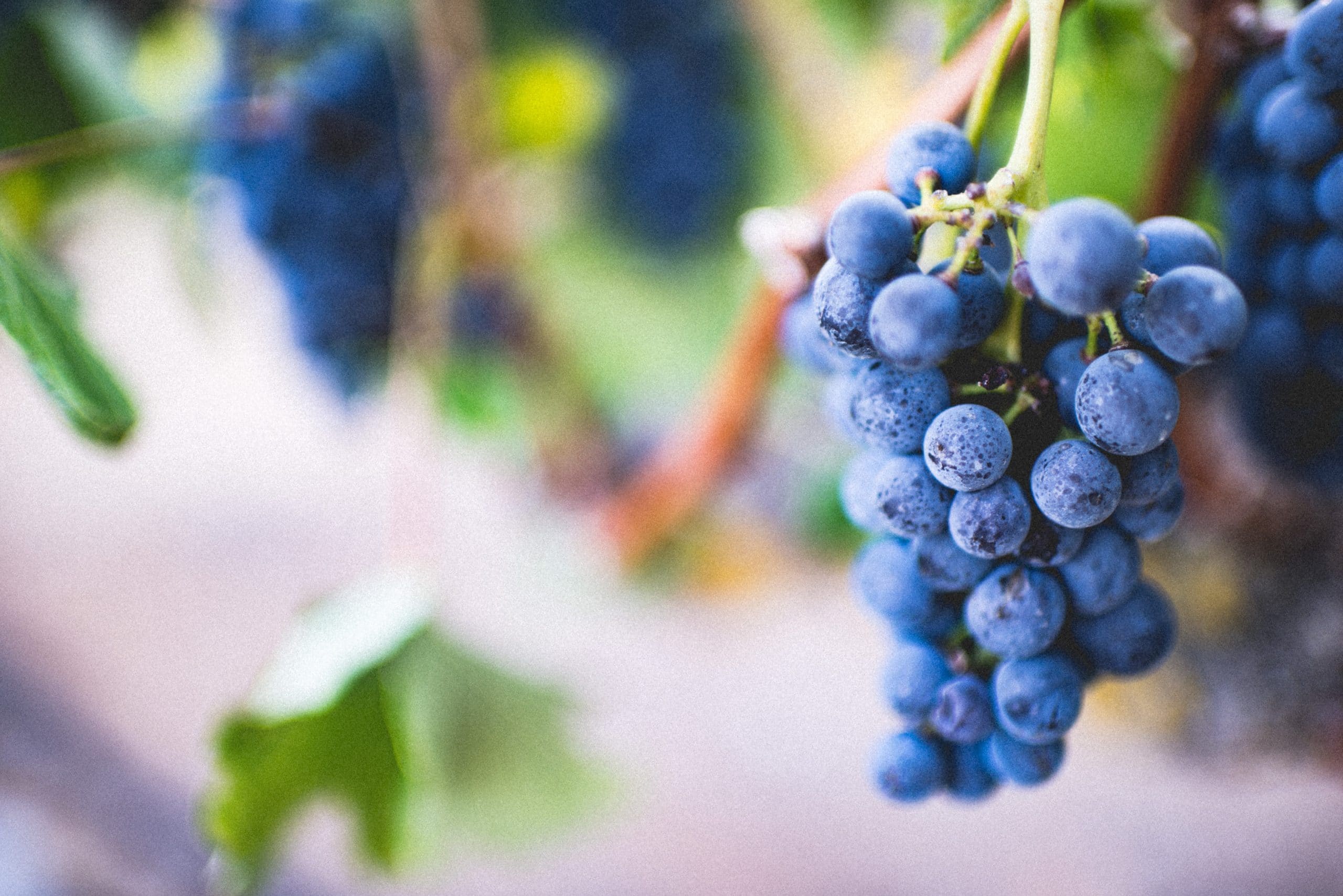 Mes Vendanges